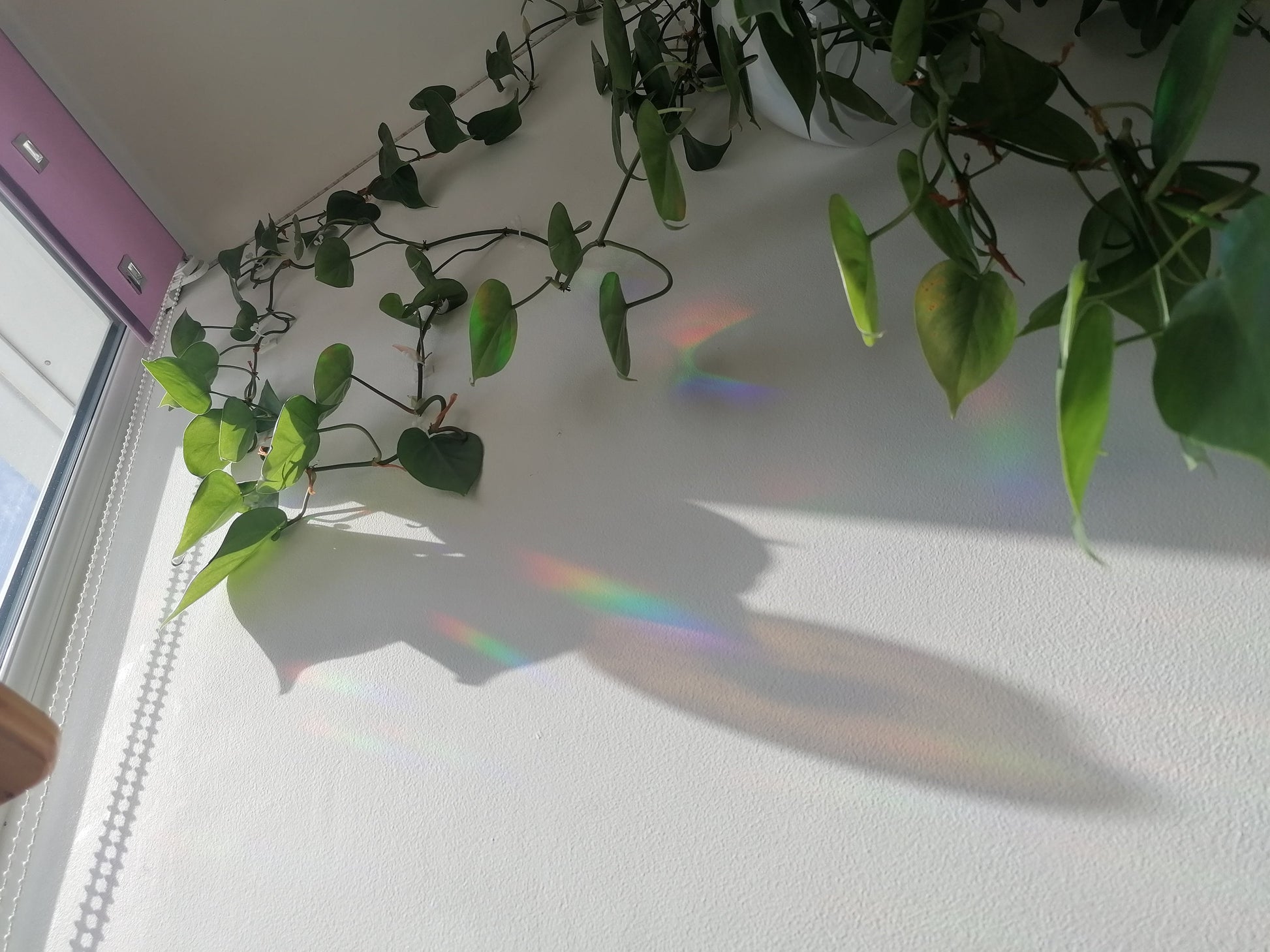 Invisible illness bean suncatcher sticker- rainbow making window decal- spoonie gift, 3.2" x 4",create beautiful rainbows across your room